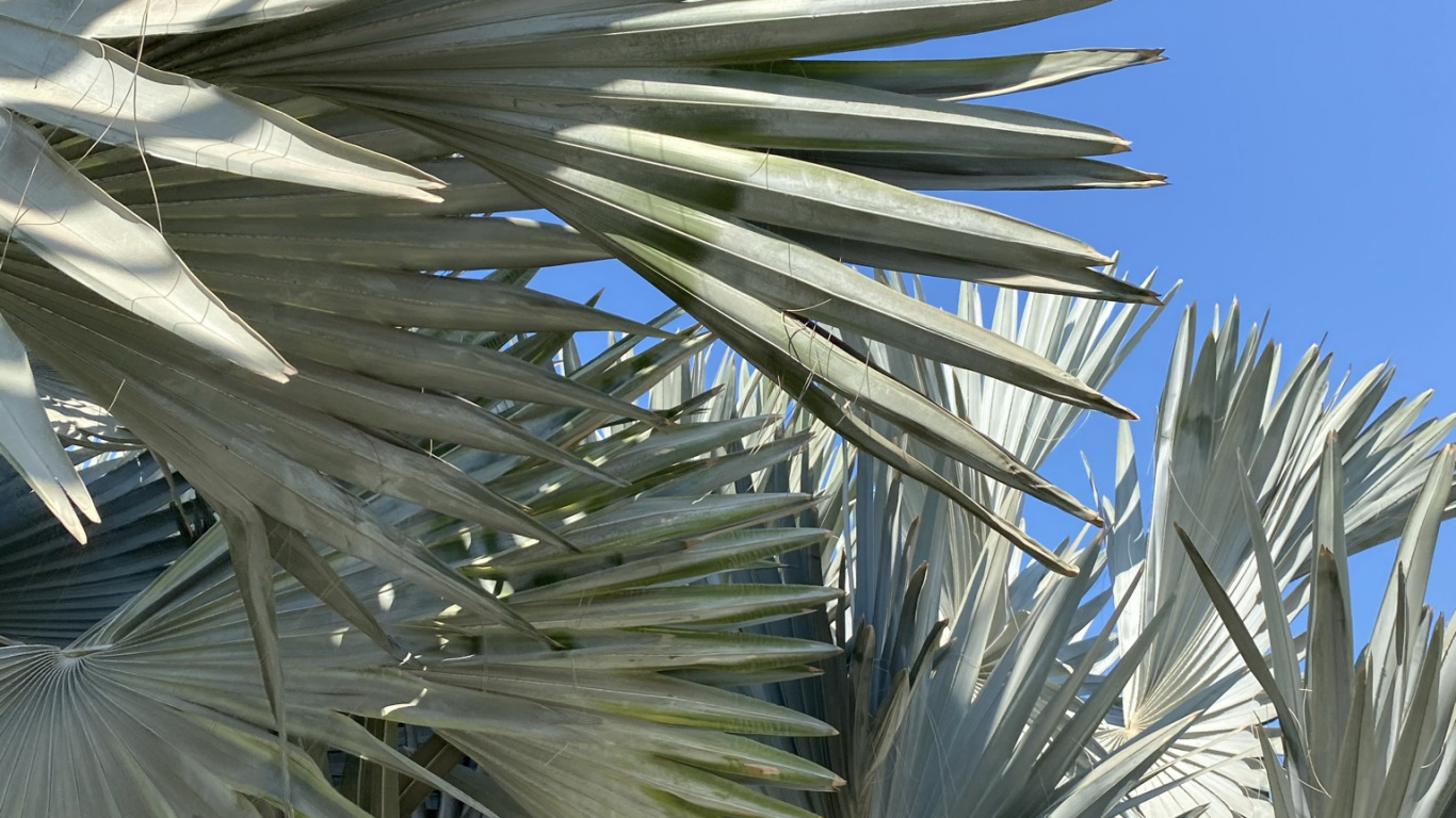 Plante, Blue, la Journée, Feuille, Plantes Ligneuses. Wallpaper in 1366x768 Resolution