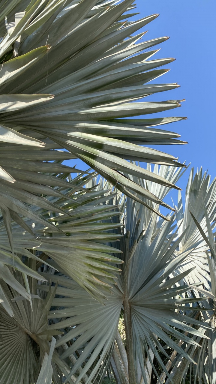Plante, Blue, la Journée, Feuille, Plantes Ligneuses. Wallpaper in 720x1280 Resolution
