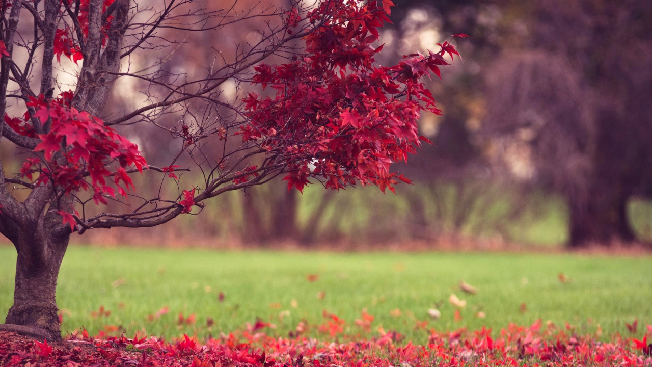 Red Flower Field During Daytime. Wallpaper in 1280x720 Resolution