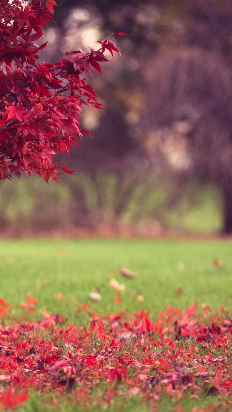 Champ de Fleurs Rouges Pendant la Journée. Wallpaper in 750x1334 Resolution