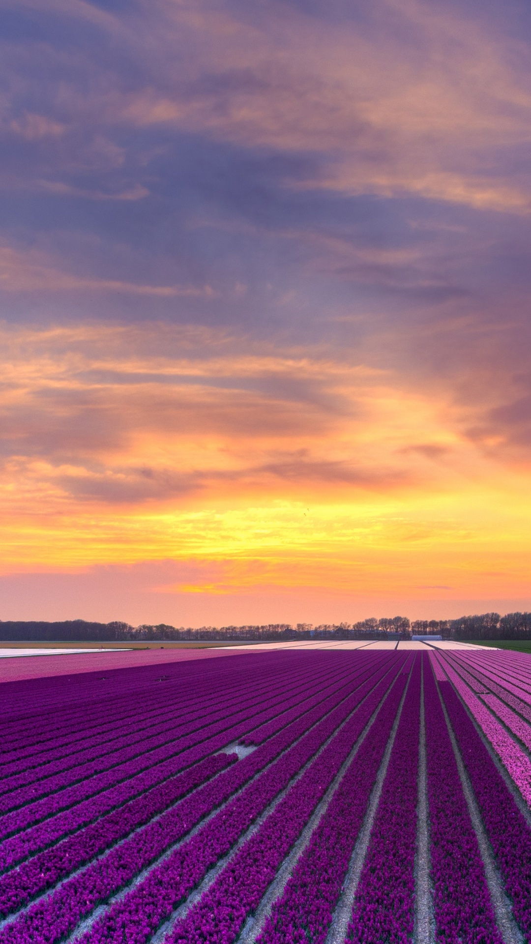 Green Grass Field Near Sea During Sunset. Wallpaper in 1080x1920 Resolution