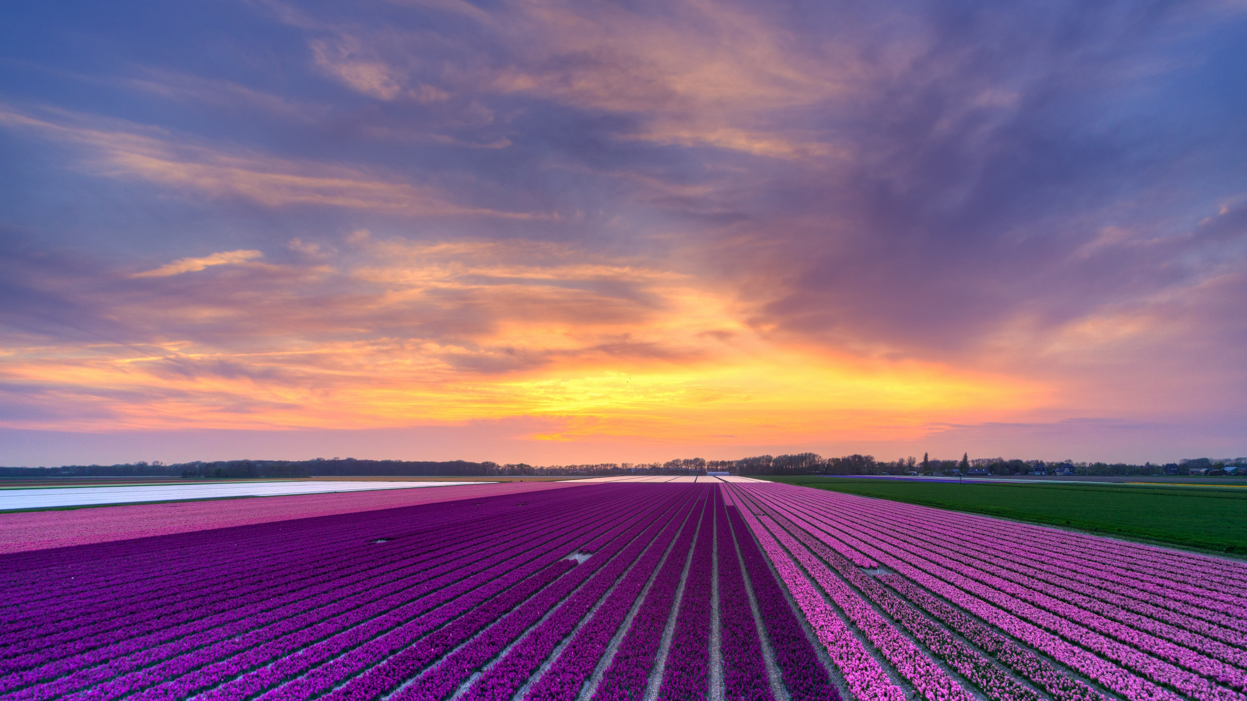 Green Grass Field Near Sea During Sunset. Wallpaper in 2560x1440 Resolution
