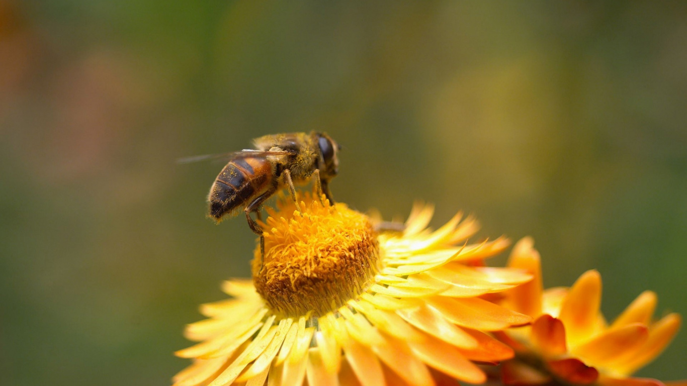 Honeybee Perched on Yellow Flower in Close up Photography During Daytime. Wallpaper in 1366x768 Resolution