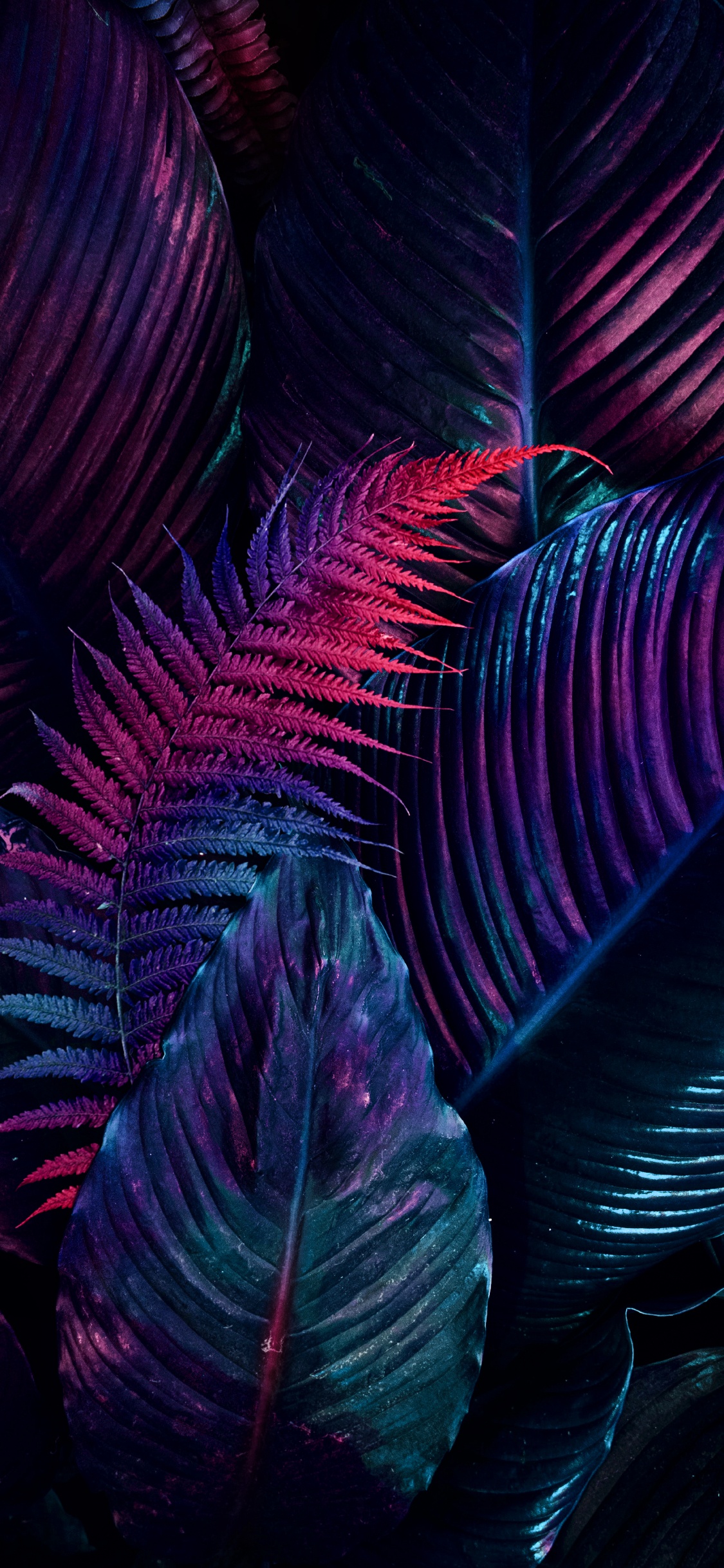 Arte Fractal, Arte, Dibujo, Morado, Material Natural. Wallpaper in 1125x2436 Resolution