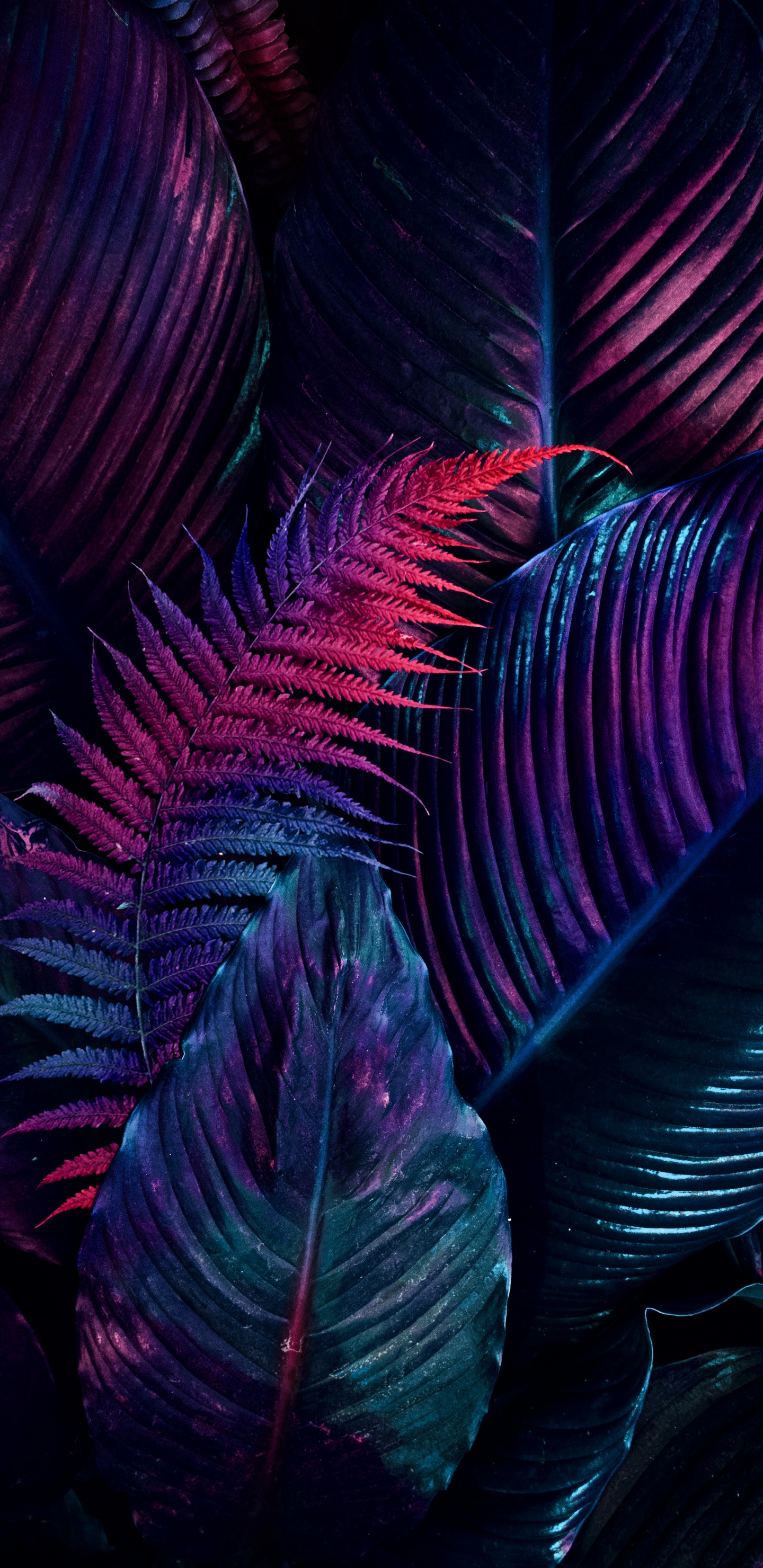 Arte Fractal, Arte, Dibujo, Morado, Material Natural. Wallpaper in 1440x2960 Resolution