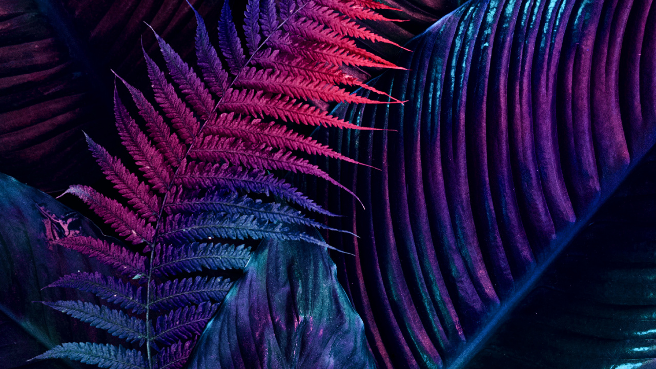 Fraktale Kunst, Kunst, Zeichnung, Purpur, Naturmaterialien. Wallpaper in 1280x720 Resolution