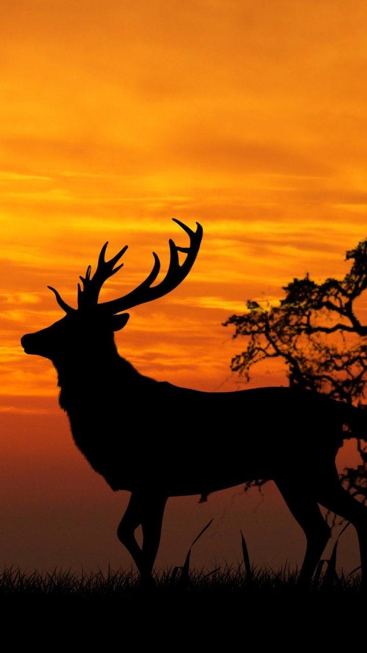 Silhouette of Deer on Grass Field During Sunset. Wallpaper in 720x1280 Resolution