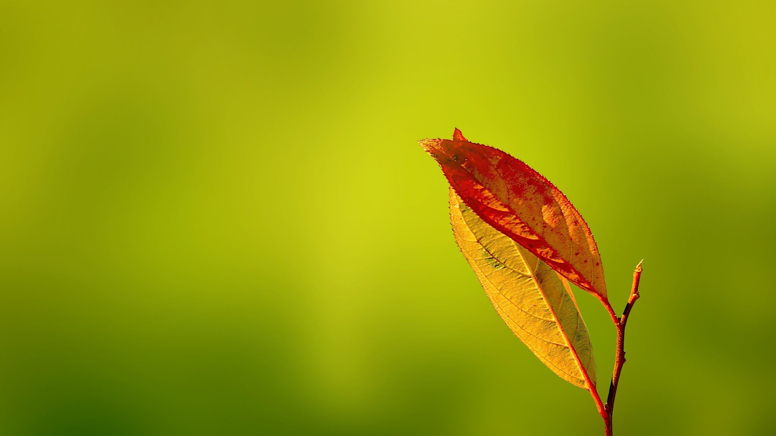 Red and Yellow Maple Leaf. Wallpaper in 2560x1440 Resolution