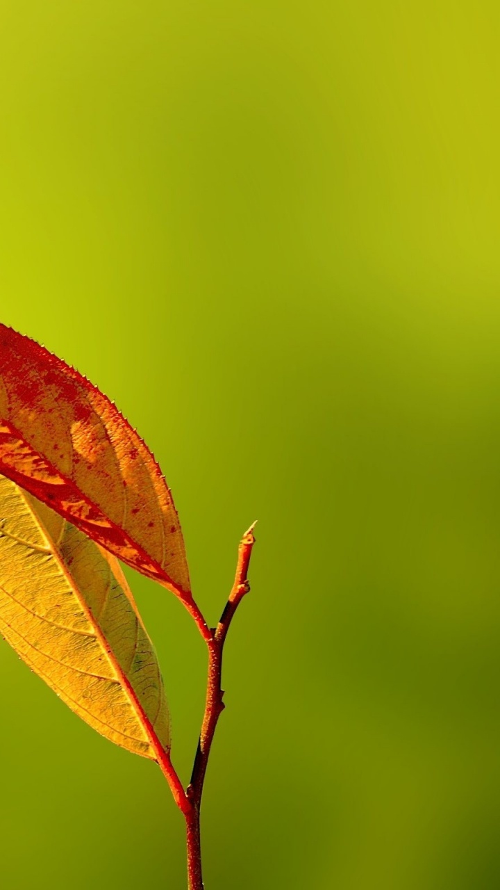 Red and Yellow Maple Leaf. Wallpaper in 720x1280 Resolution