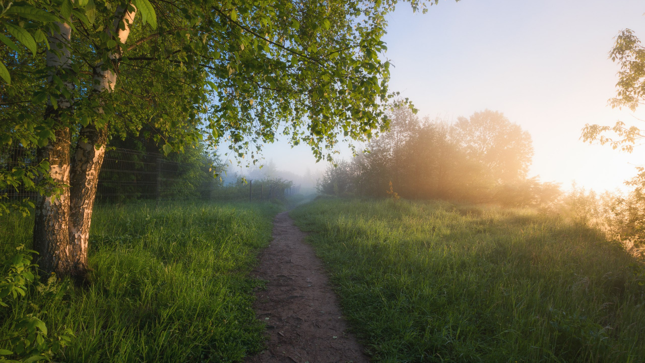 Champ D'herbe Verte Pendant le Coucher du Soleil. Wallpaper in 1280x720 Resolution