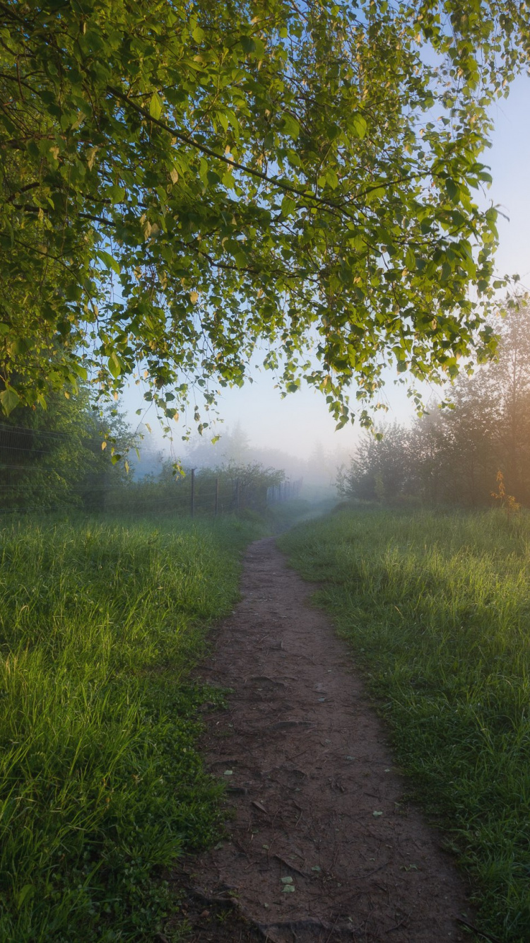 Champ D'herbe Verte Pendant le Coucher du Soleil. Wallpaper in 750x1334 Resolution