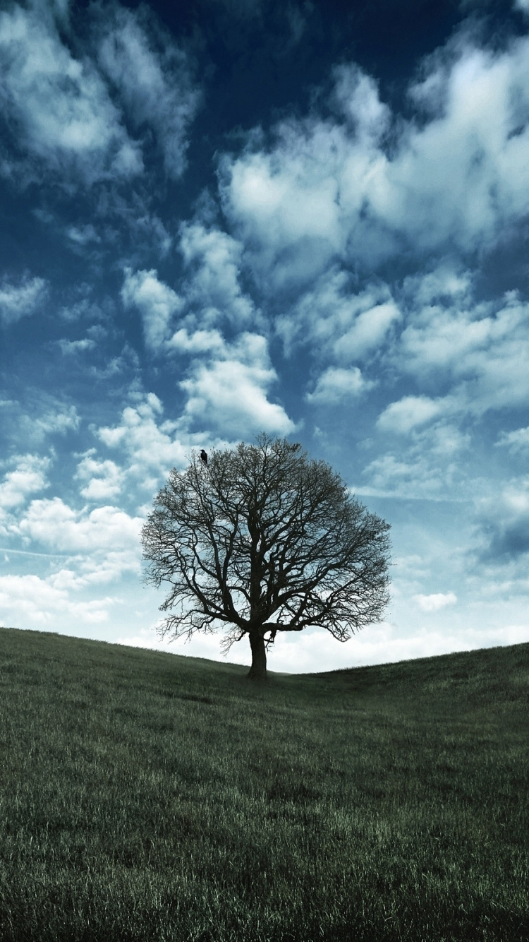 Leafless Tree on Green Grass Field Under Blue Sky and White Clouds During Daytime. Wallpaper in 750x1334 Resolution