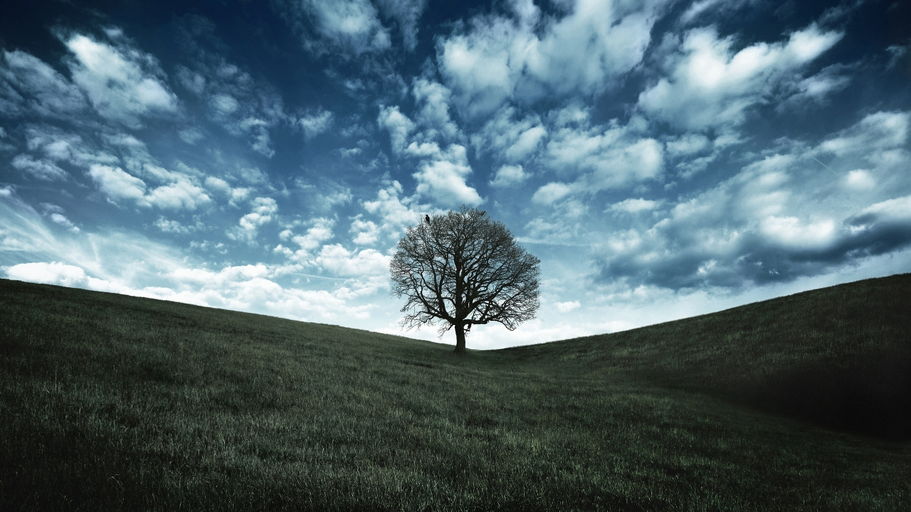 Árbol Sin Hojas en Campo de Hierba Verde Bajo un Cielo Azul y Nubes Blancas Durante el Día. Wallpaper in 1280x720 Resolution