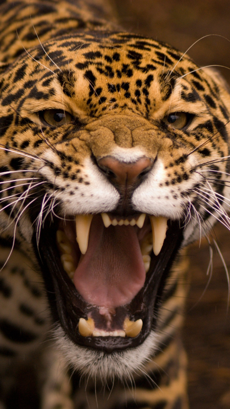 Brauner Und Schwarzer Leopard Mit Zunge. Wallpaper in 750x1334 Resolution