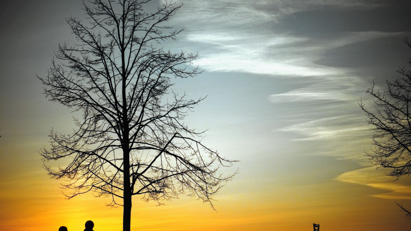 Baum, Himmel, Naturlandschaft, Hochzeit, Abend. Wallpaper in 1366x768 Resolution