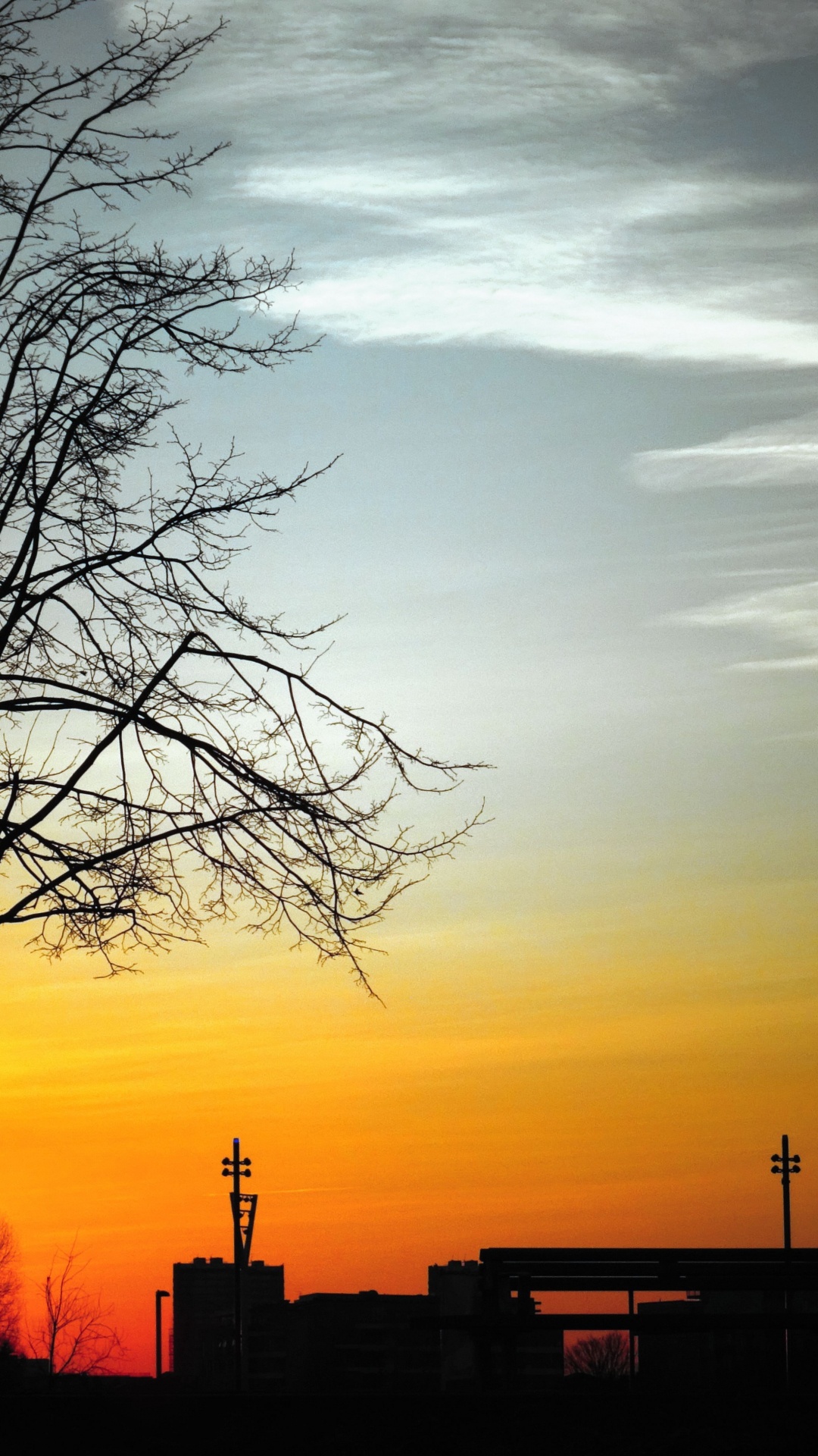 Tree, Sky, Natural Landscape, Marriage, Evening. Wallpaper in 1080x1920 Resolution