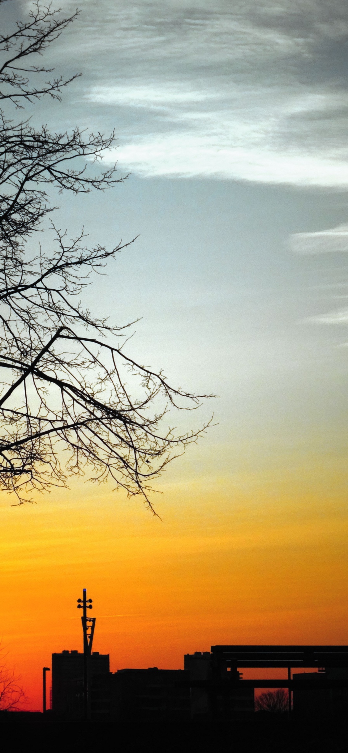 Tree, Sky, Natural Landscape, Marriage, Evening. Wallpaper in 1125x2436 Resolution