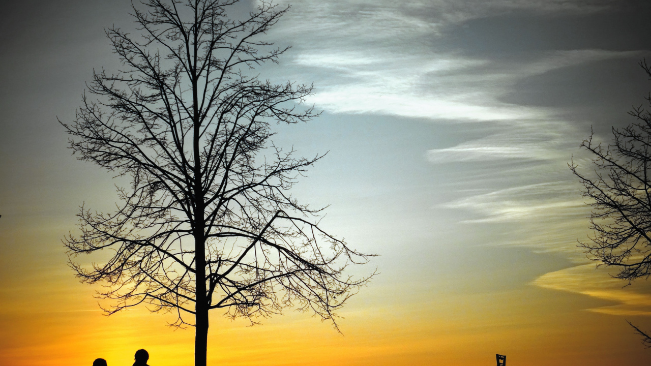 Tree, Sky, Natural Landscape, Marriage, Evening. Wallpaper in 1280x720 Resolution