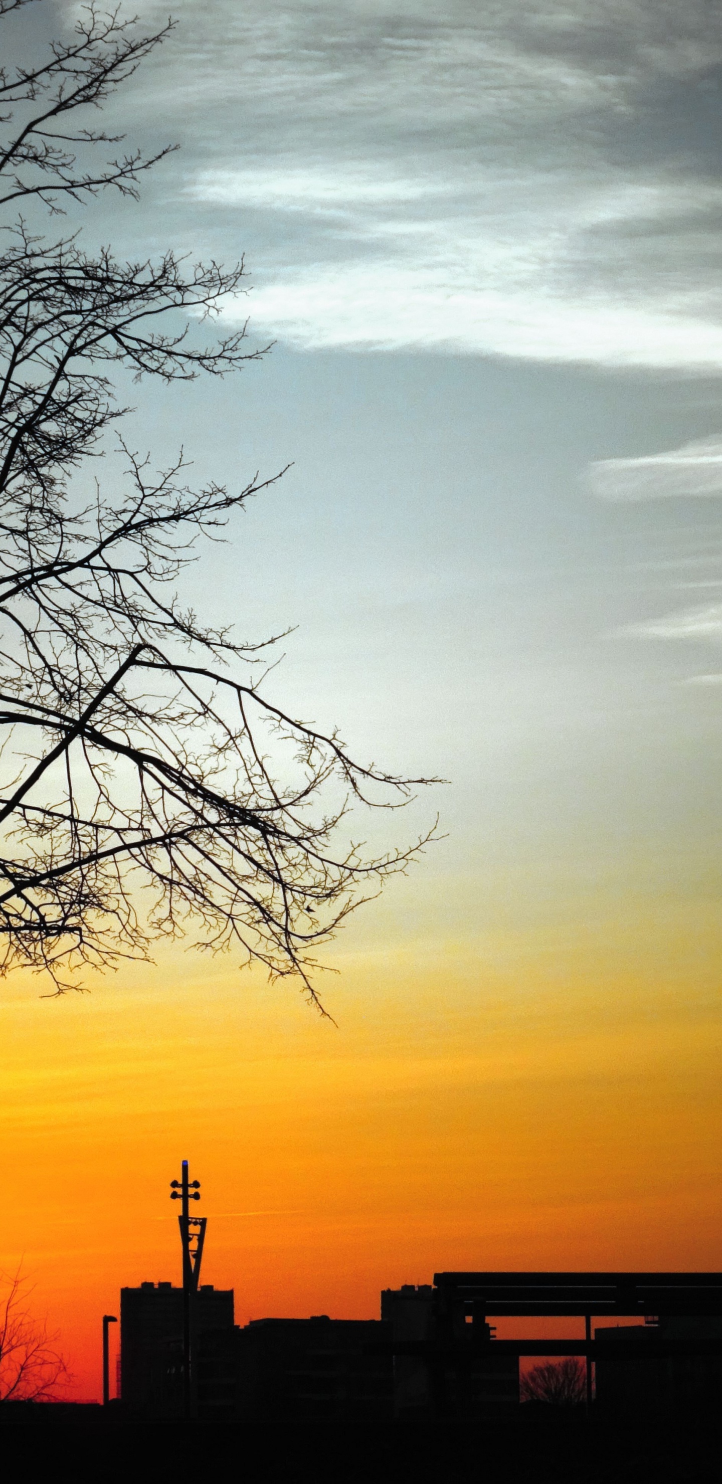 Tree, Sky, Natural Landscape, Marriage, Evening. Wallpaper in 1440x2960 Resolution