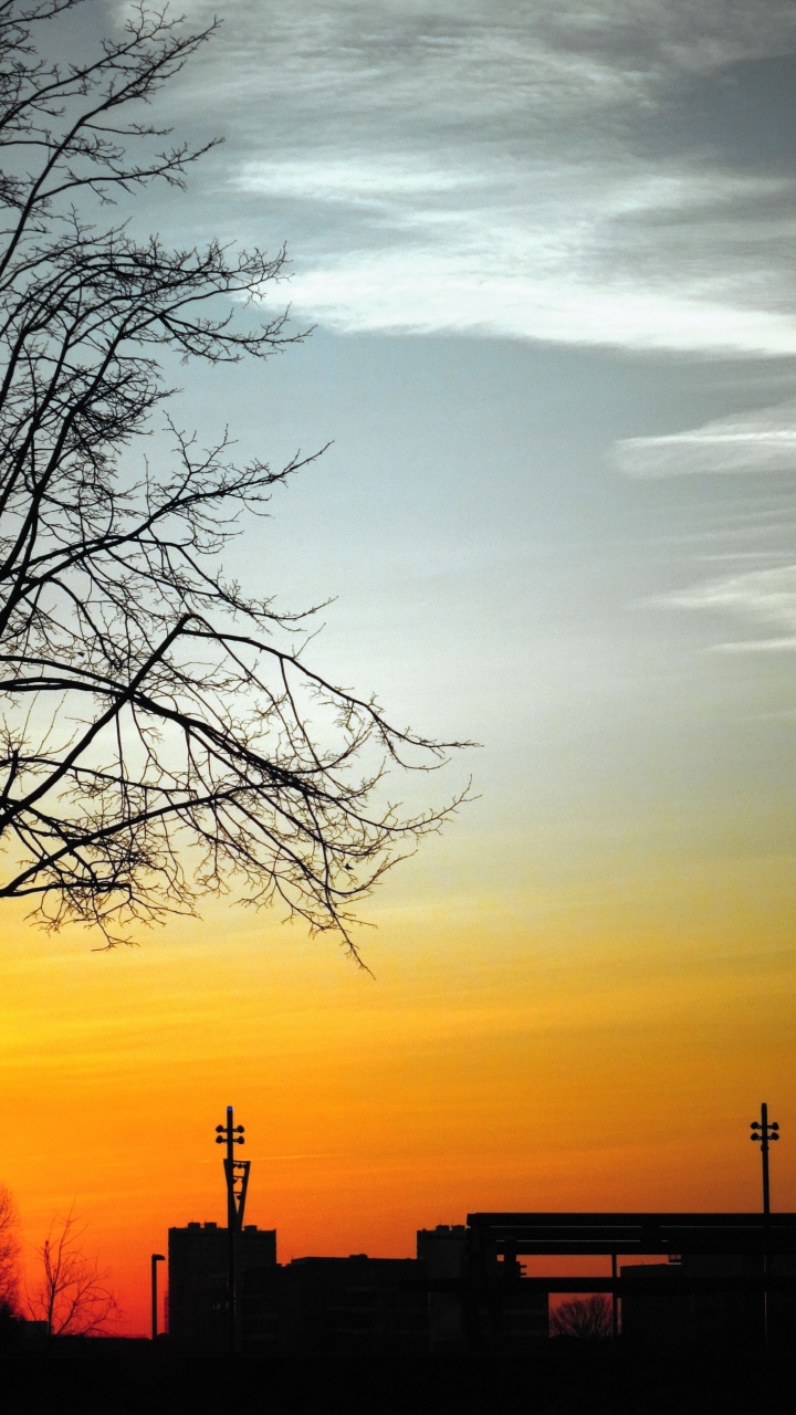 Tree, Sky, Natural Landscape, Marriage, Evening. Wallpaper in 720x1280 Resolution