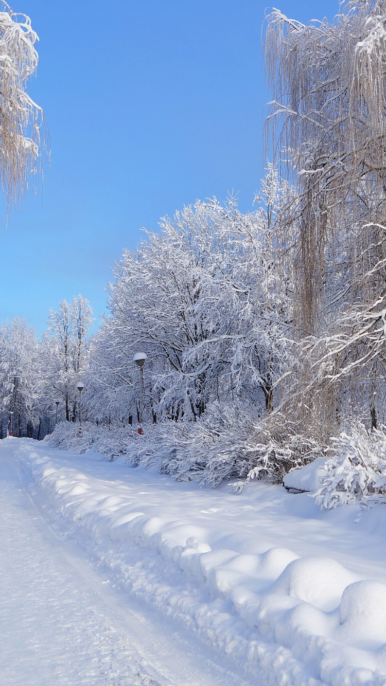 Árboles Cubiertos de Nieve Bajo un Cielo Azul Durante el Día. Wallpaper in 750x1334 Resolution