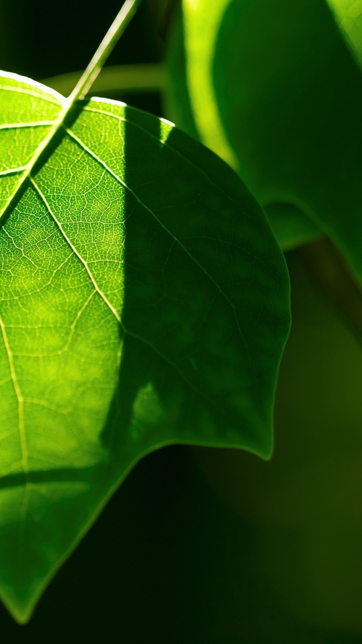 Green Leaf in Macro Photography. Wallpaper in 720x1280 Resolution