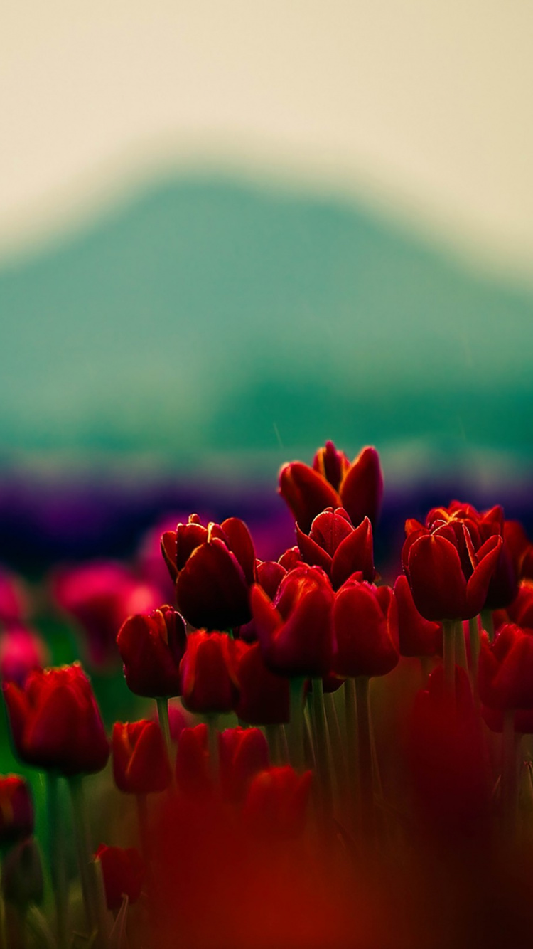 Champ de Tulipes Rouges Pendant la Journée. Wallpaper in 750x1334 Resolution