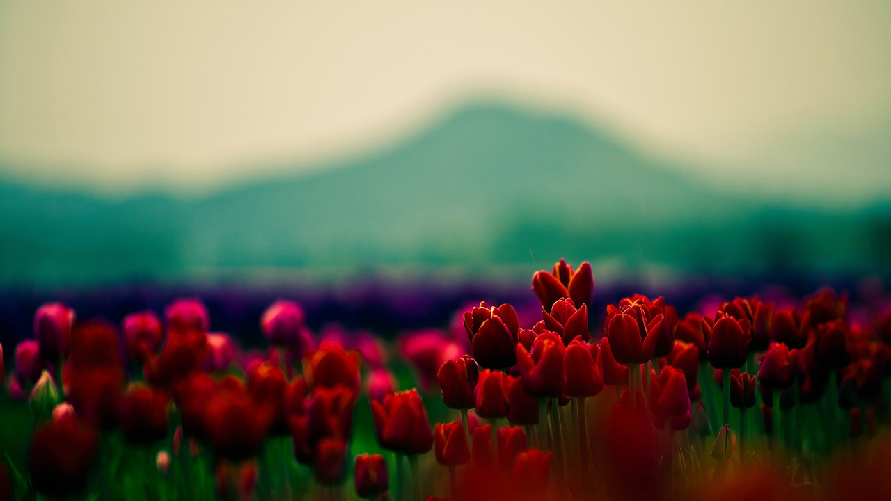 Campo de Tulipanes Rojos Durante el Día. Wallpaper in 1280x720 Resolution