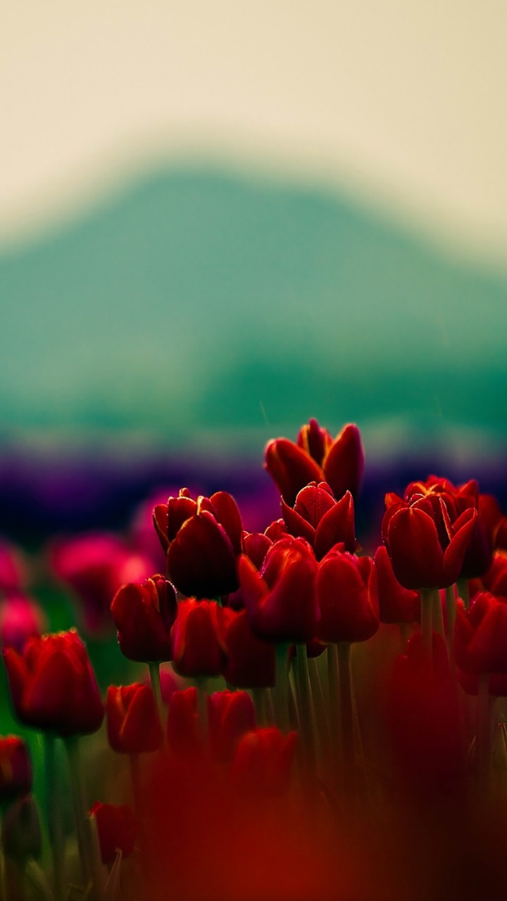 Campo de Tulipanes Rojos Durante el Día. Wallpaper in 720x1280 Resolution