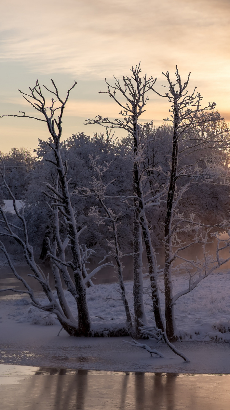 Arbres Sans Feuilles Sur Sol Couvert de Neige Pendant le Coucher du Soleil. Wallpaper in 750x1334 Resolution