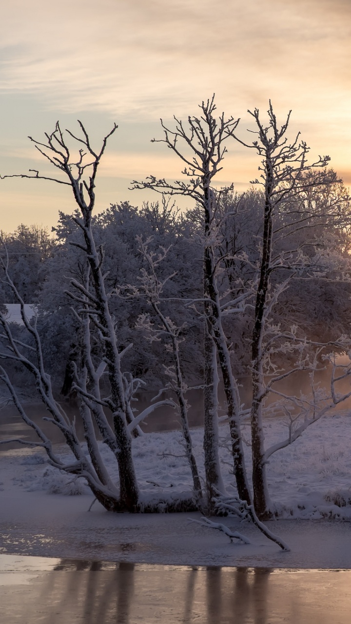 Kahlen Bäume Auf Schneebedecktem Boden Bei Sonnenuntergang. Wallpaper in 720x1280 Resolution