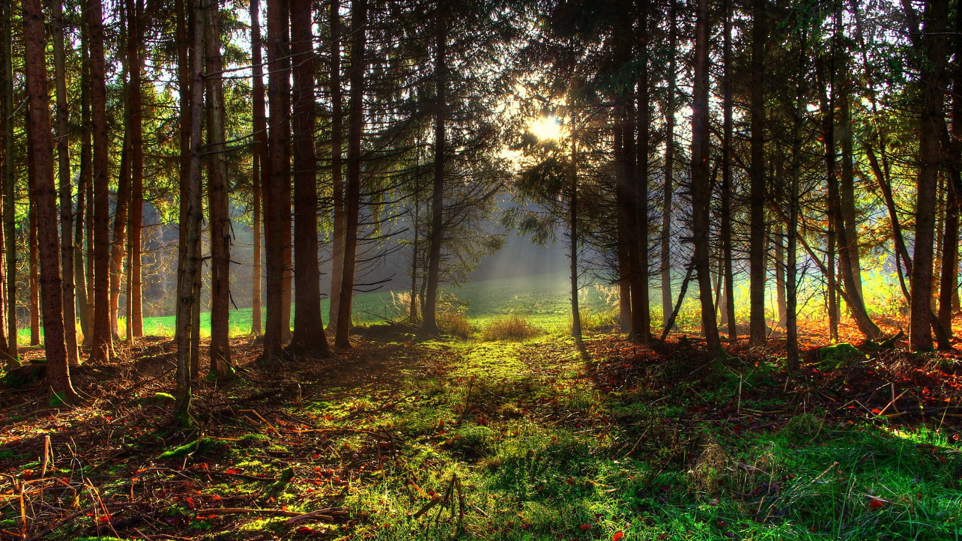 Herbe Verte et Arbres Pendant la Journée. Wallpaper in 1920x1080 Resolution
