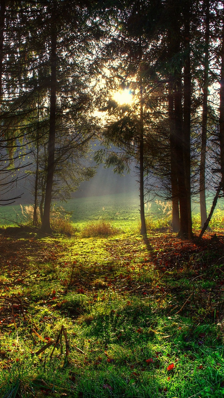 Herbe Verte et Arbres Pendant la Journée. Wallpaper in 720x1280 Resolution