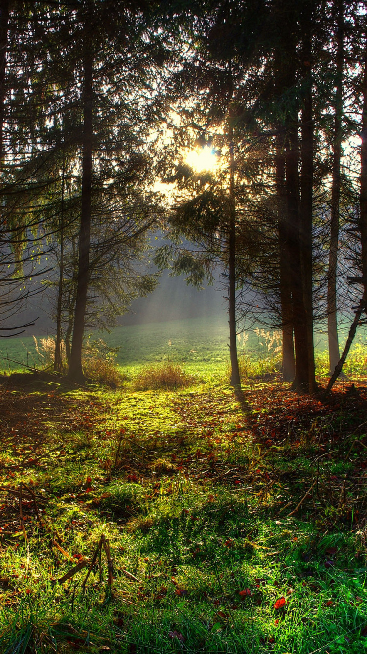 Herbe Verte et Arbres Pendant la Journée. Wallpaper in 750x1334 Resolution