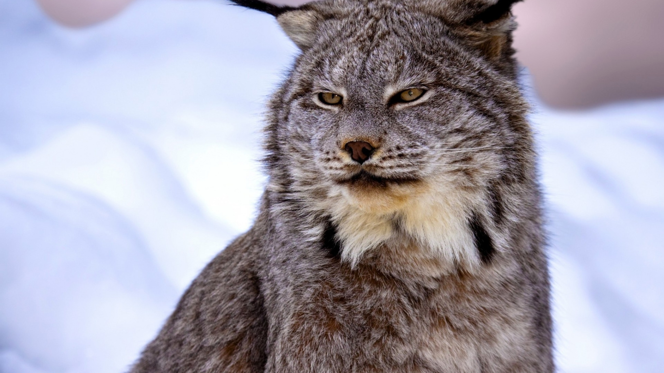 Gato Marrón y Negro Sobre Suelo Cubierto de Nieve. Wallpaper in 1366x768 Resolution