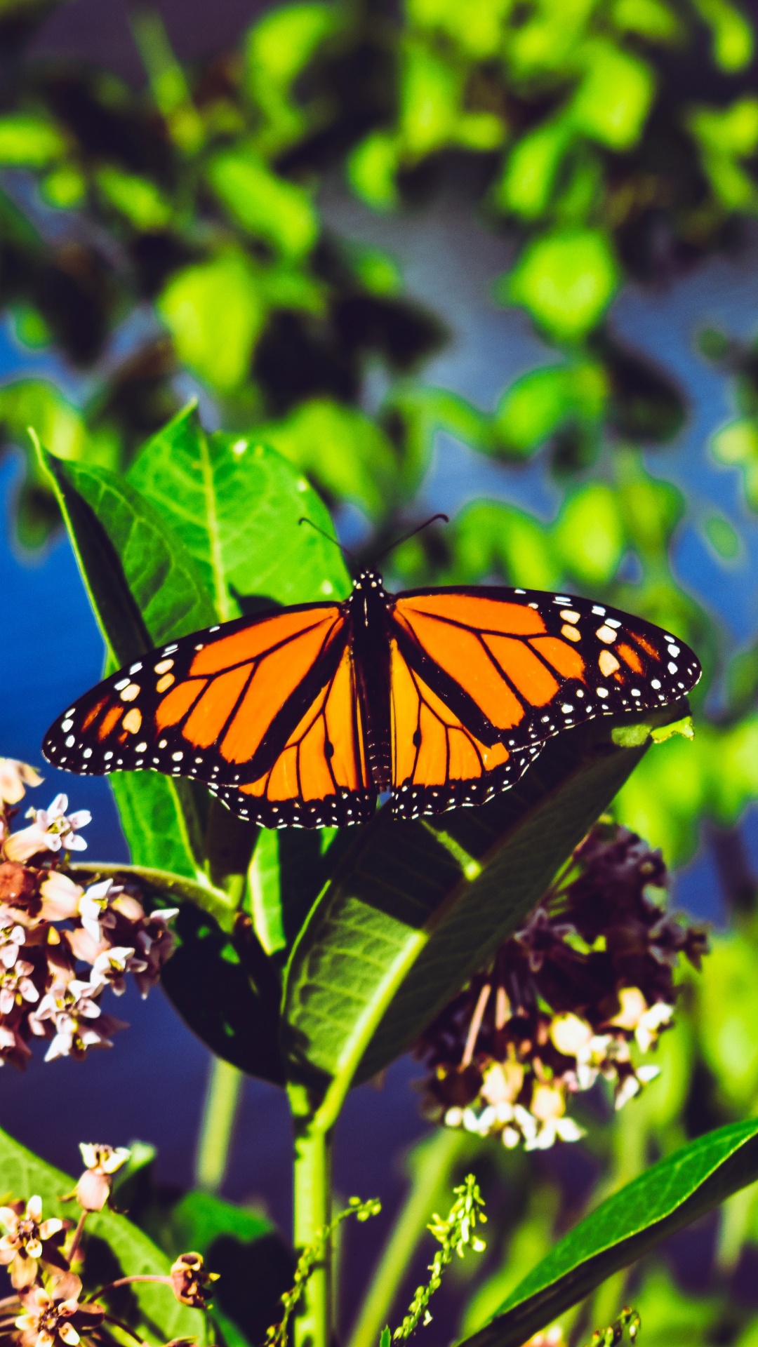 Monarch Butterfly Perched on White Flower in Close up Photography During Daytime. Wallpaper in 1080x1920 Resolution