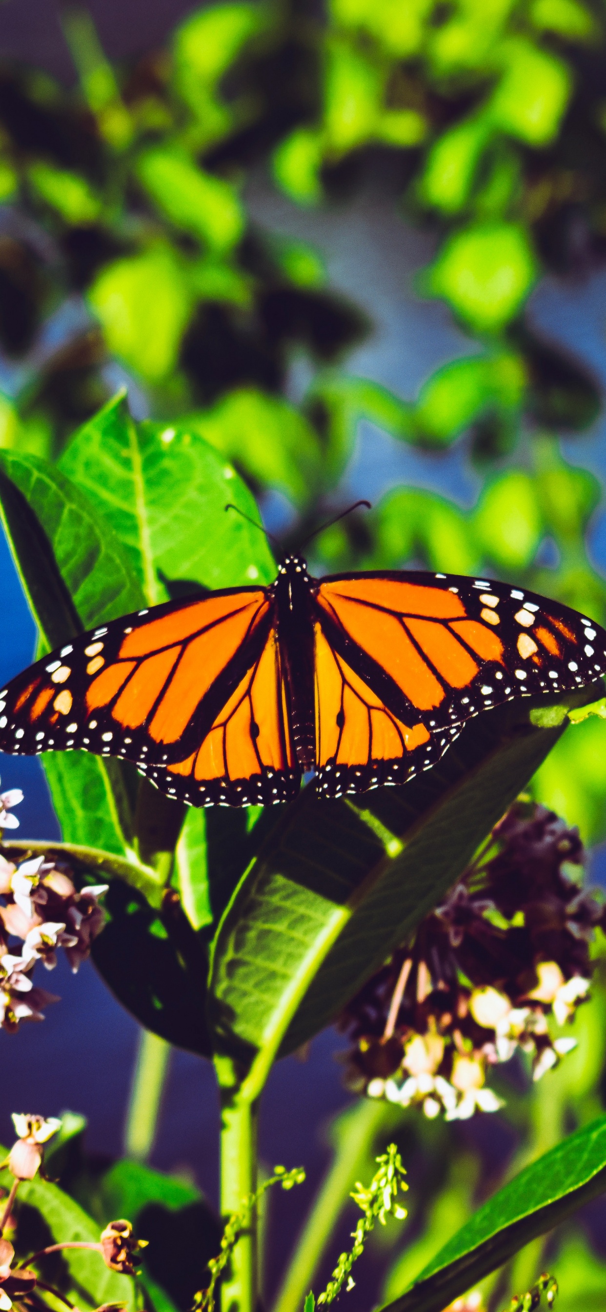 Monarch Butterfly Perched on White Flower in Close up Photography During Daytime. Wallpaper in 1242x2688 Resolution