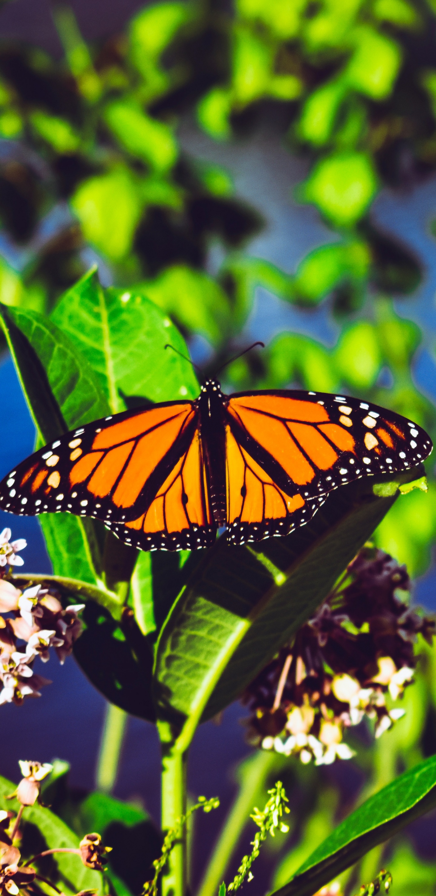 Monarch Butterfly Perched on White Flower in Close up Photography During Daytime. Wallpaper in 1440x2960 Resolution