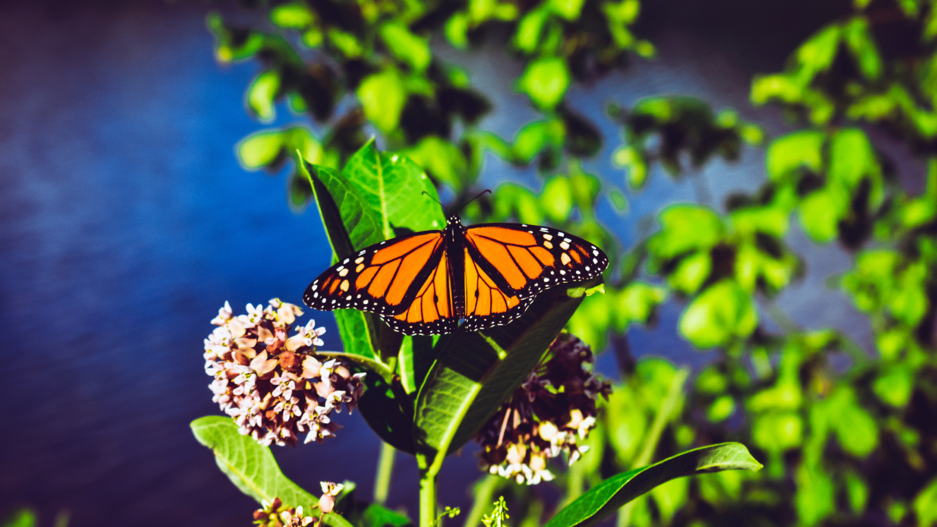 Monarchfalter Thront Auf Weißer Blume in Nahaufnahme Während Des Tages. Wallpaper in 1366x768 Resolution