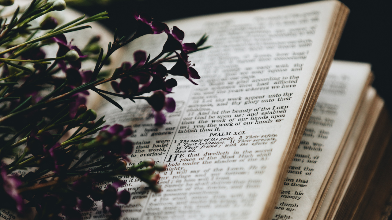 Red Flowers on Book Page. Wallpaper in 1280x720 Resolution