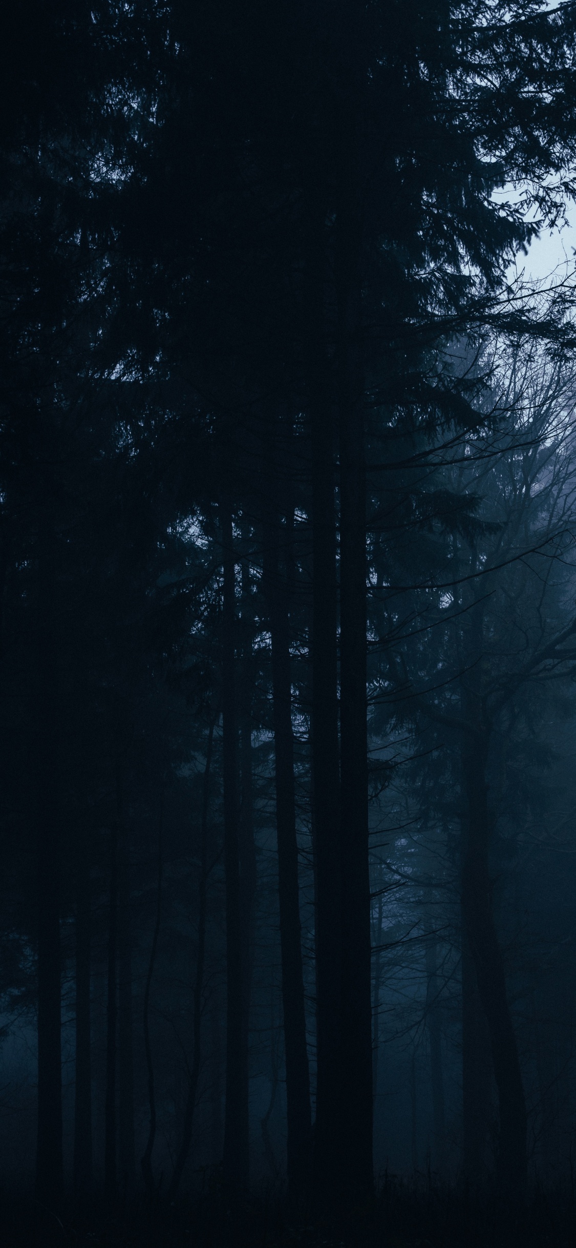 Arbres Verts Sur la Forêt Pendant la Nuit. Wallpaper in 1125x2436 Resolution