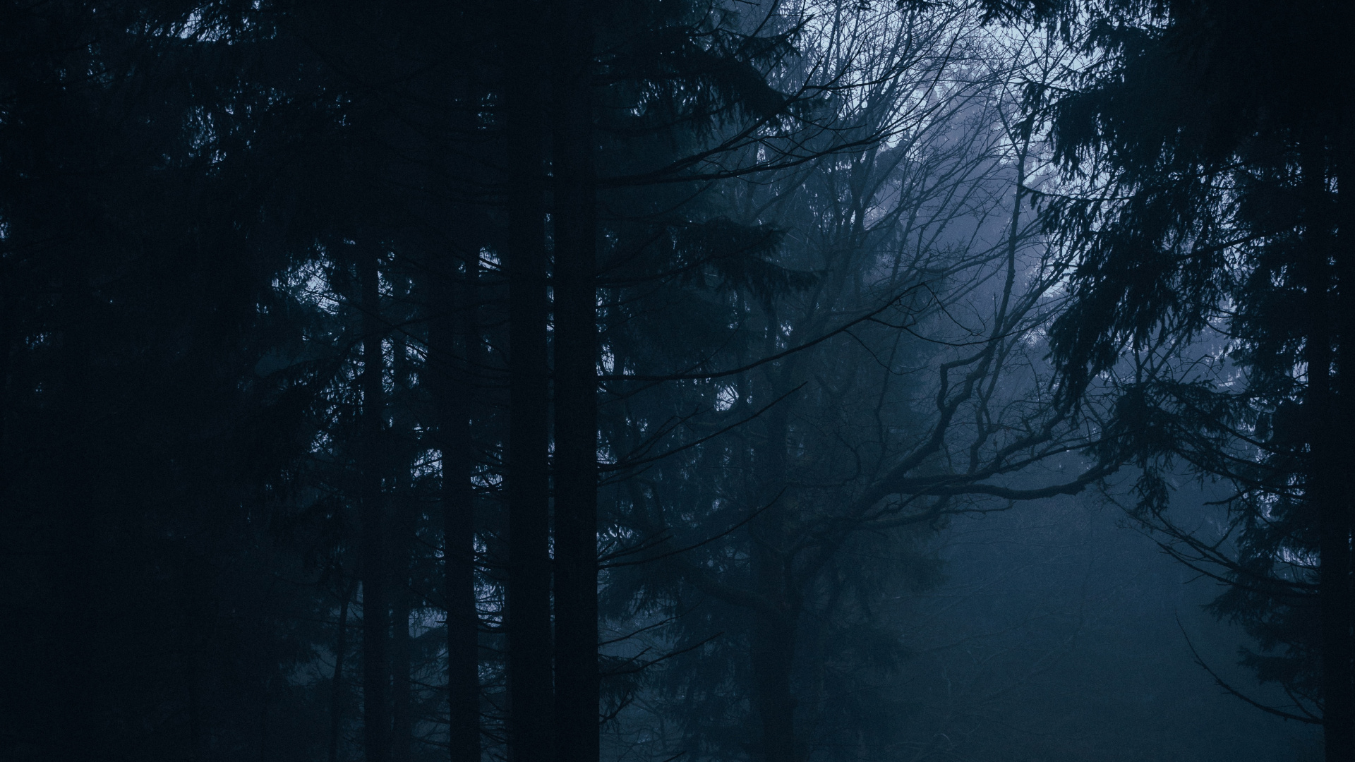 Arbres Verts Sur la Forêt Pendant la Nuit. Wallpaper in 1920x1080 Resolution