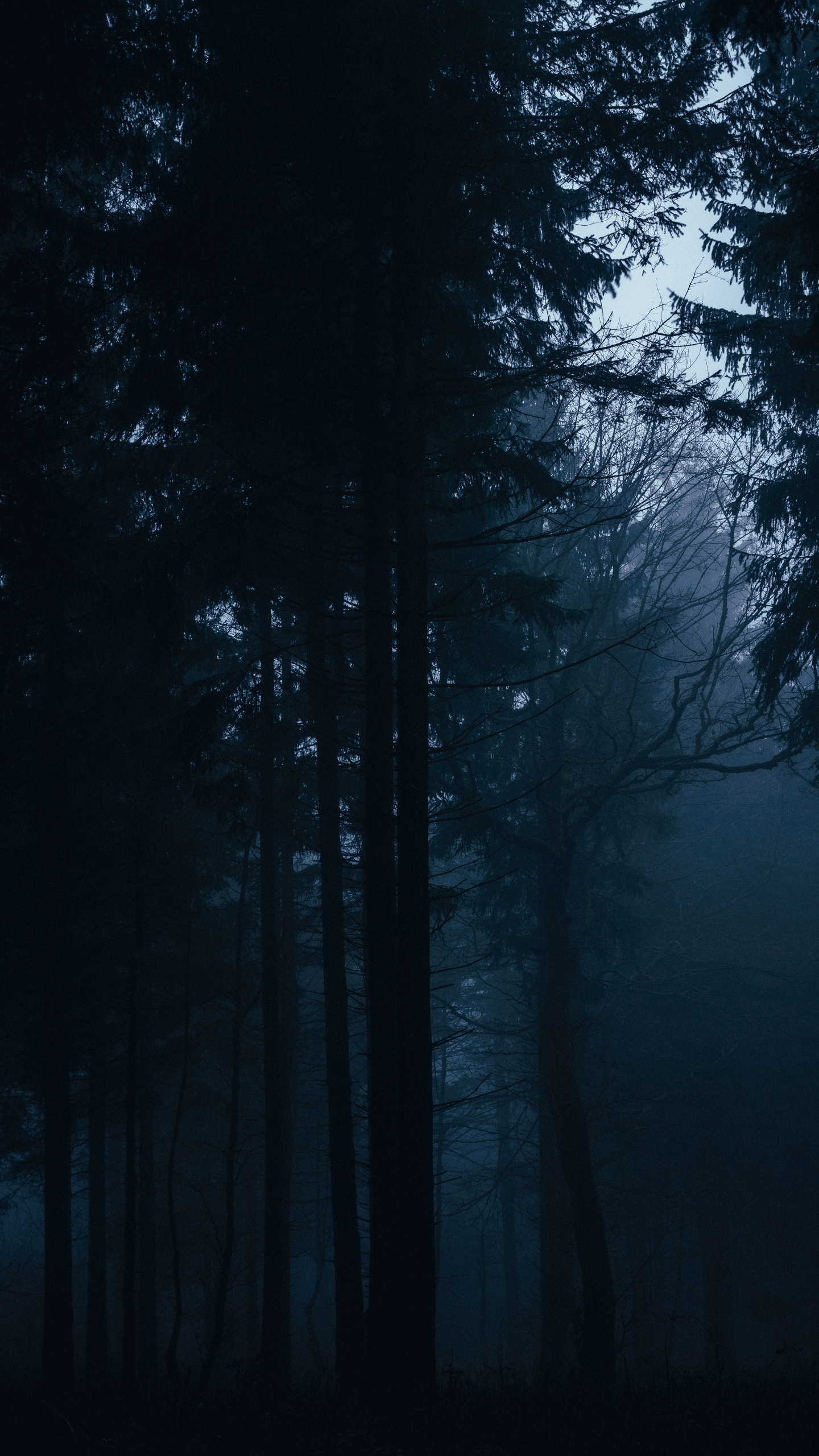 Green Trees on Forest During Night Time. Wallpaper in 1440x2560 Resolution