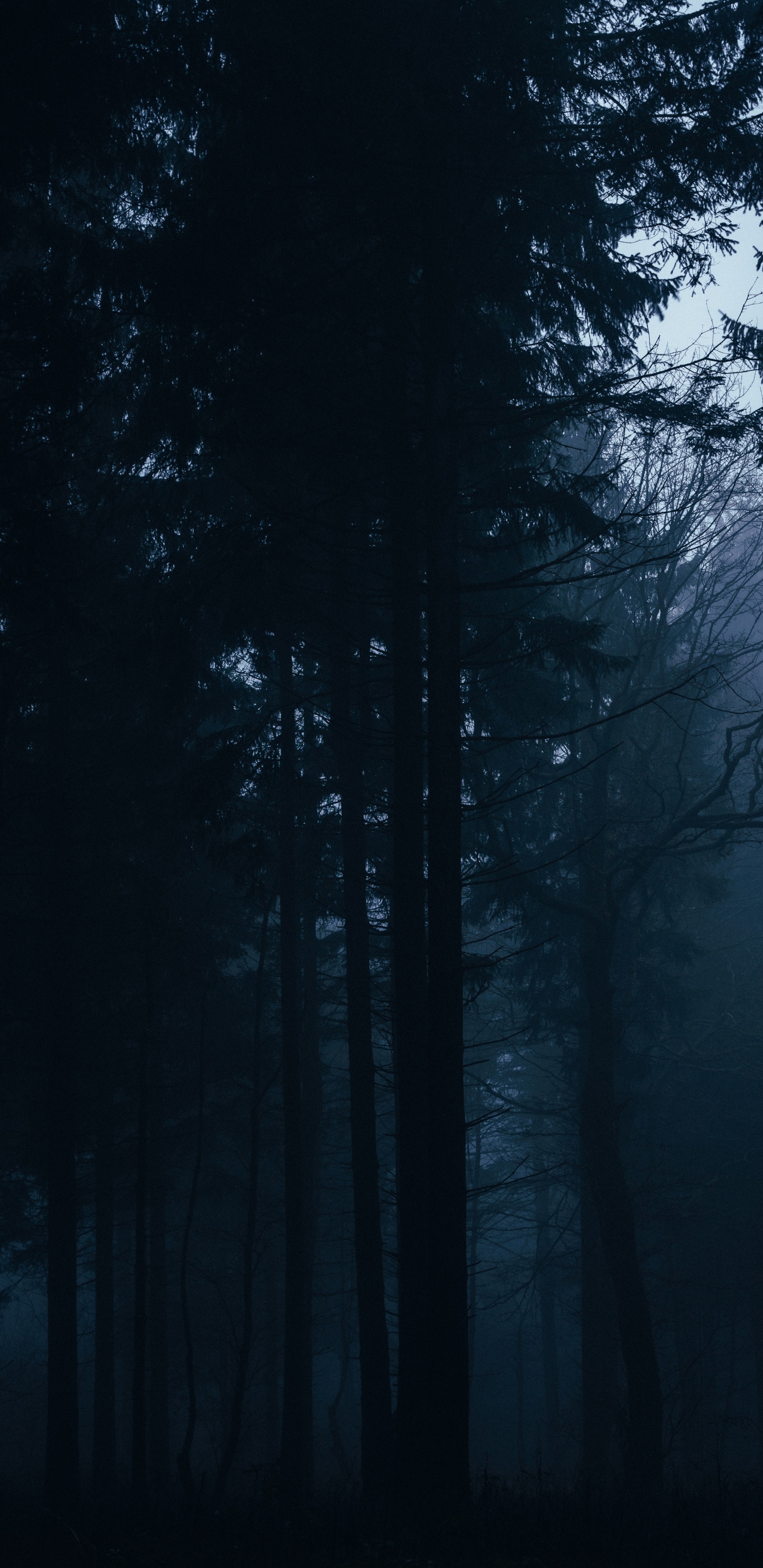 Green Trees on Forest During Night Time. Wallpaper in 1440x2960 Resolution