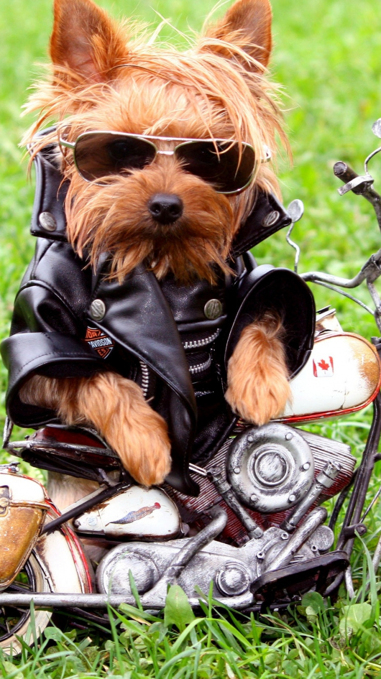 Chiot Yorkshire Terrier Marron et Noir Sur Veste en Cuir Noir et Baskets Blanches Sur L'herbe Verte. Wallpaper in 750x1334 Resolution