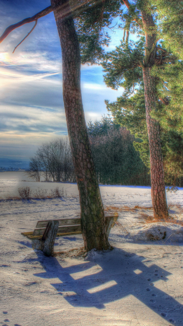 Banc en Bois Marron Près Des Arbres Verts Pendant la Journée. Wallpaper in 750x1334 Resolution