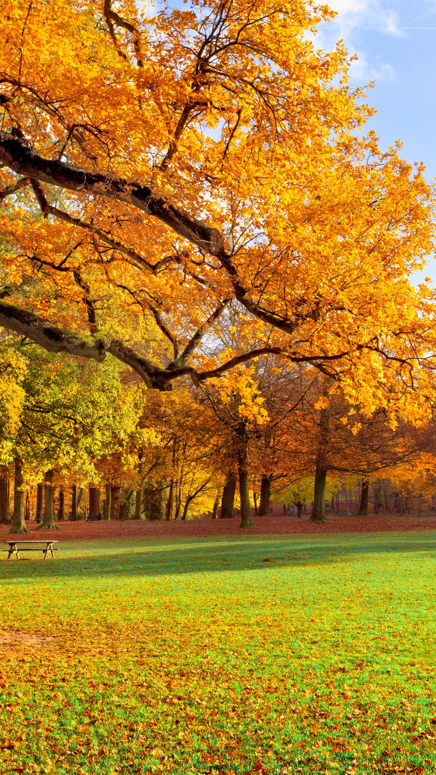 Arbres à Feuilles Jaunes Sur Terrain D'herbe Verte Pendant la Journée. Wallpaper in 1440x2560 Resolution