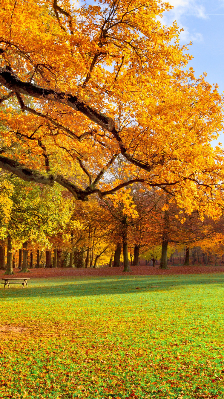 Arbres à Feuilles Jaunes Sur Terrain D'herbe Verte Pendant la Journée. Wallpaper in 750x1334 Resolution