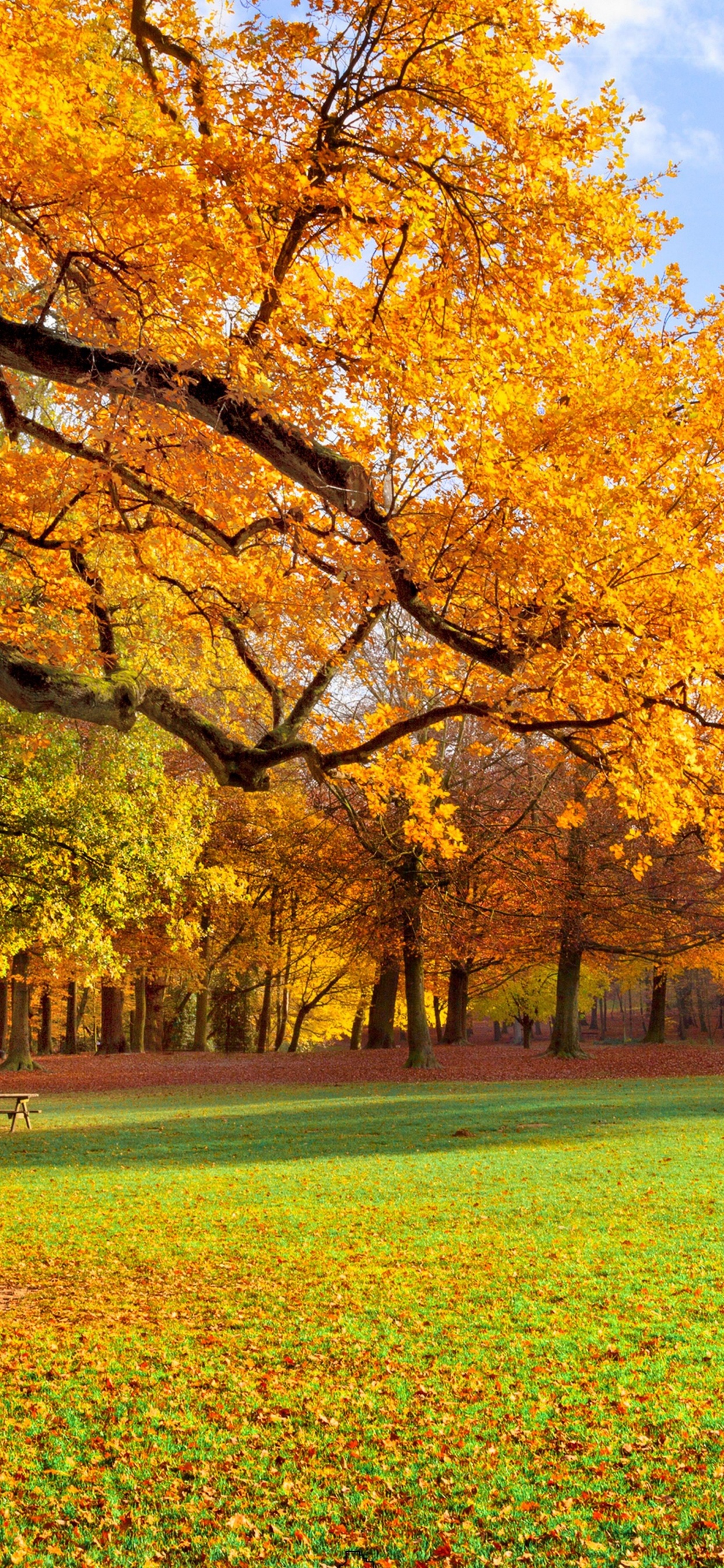 性质, 舞台布景, 阳光, 绘画, 天空 壁纸 1242x2688 允许
