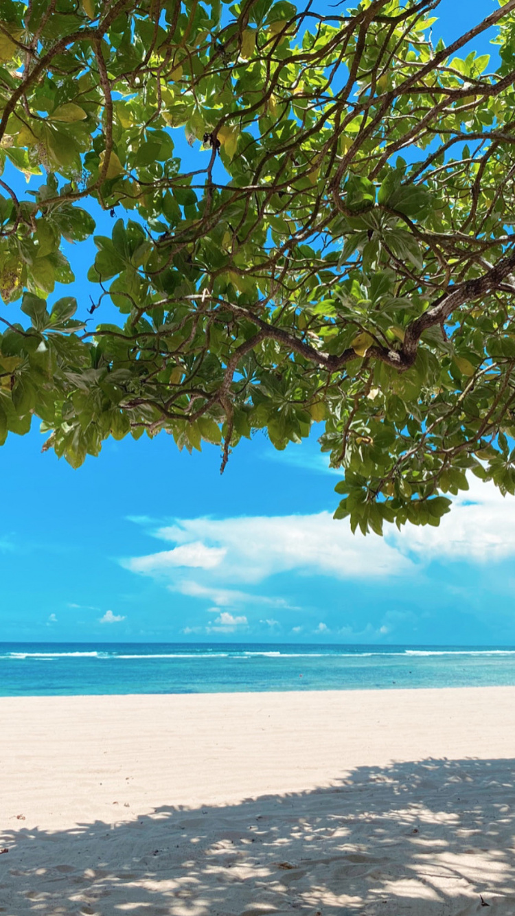 Bali, Water, Branch, Fluid, Aqua. Wallpaper in 750x1334 Resolution